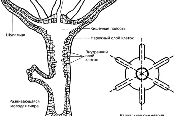 Ссылка в блэкспрут