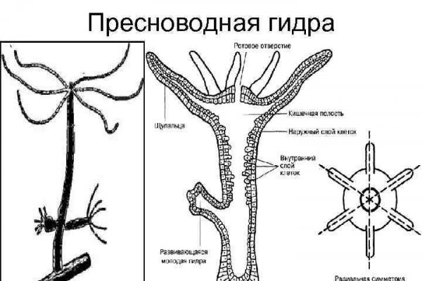 Блэкспрут убита